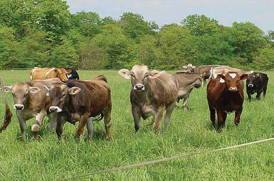 Livestock Grazing on Three BLM Allotments – No. 4108, No. 4141, and No. 4199, Environmental Assessments